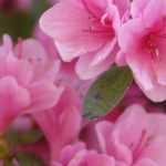 10 Japanese azaleas with pink flowers