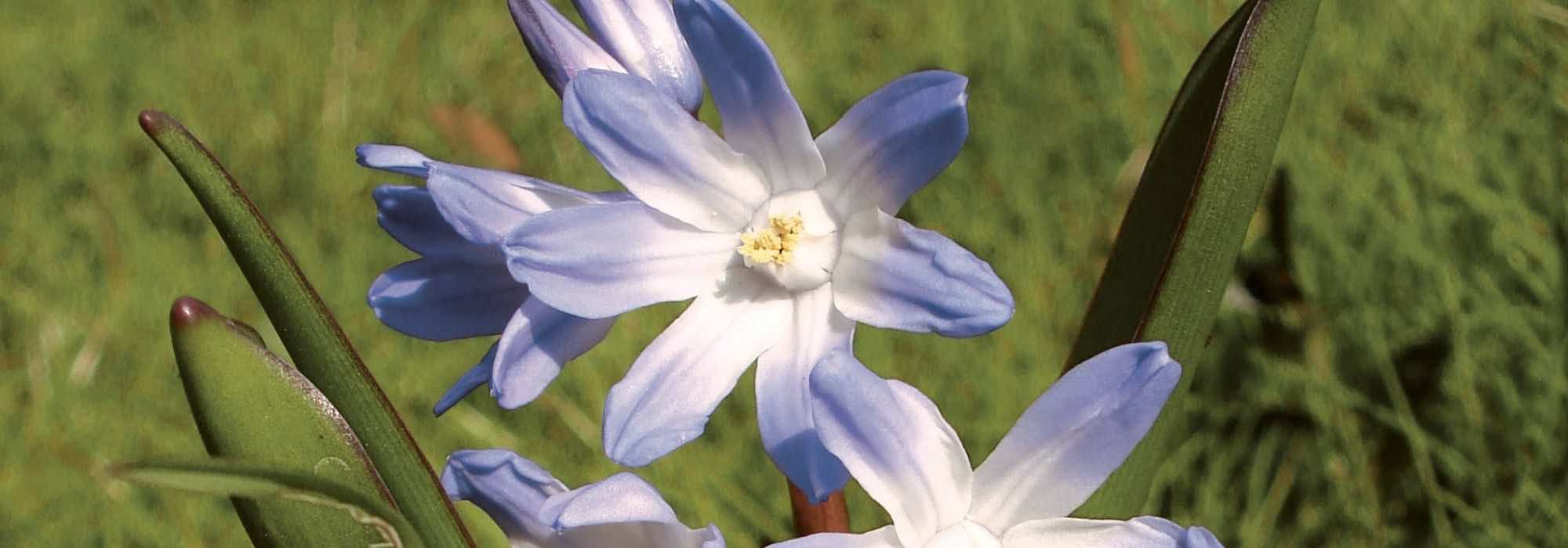 Chionodoxa: our favourite varieties
