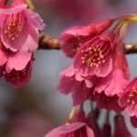 10 ideas for pairing Japanese Cherry Trees