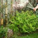 Soil moisture in the garden: how to define it?