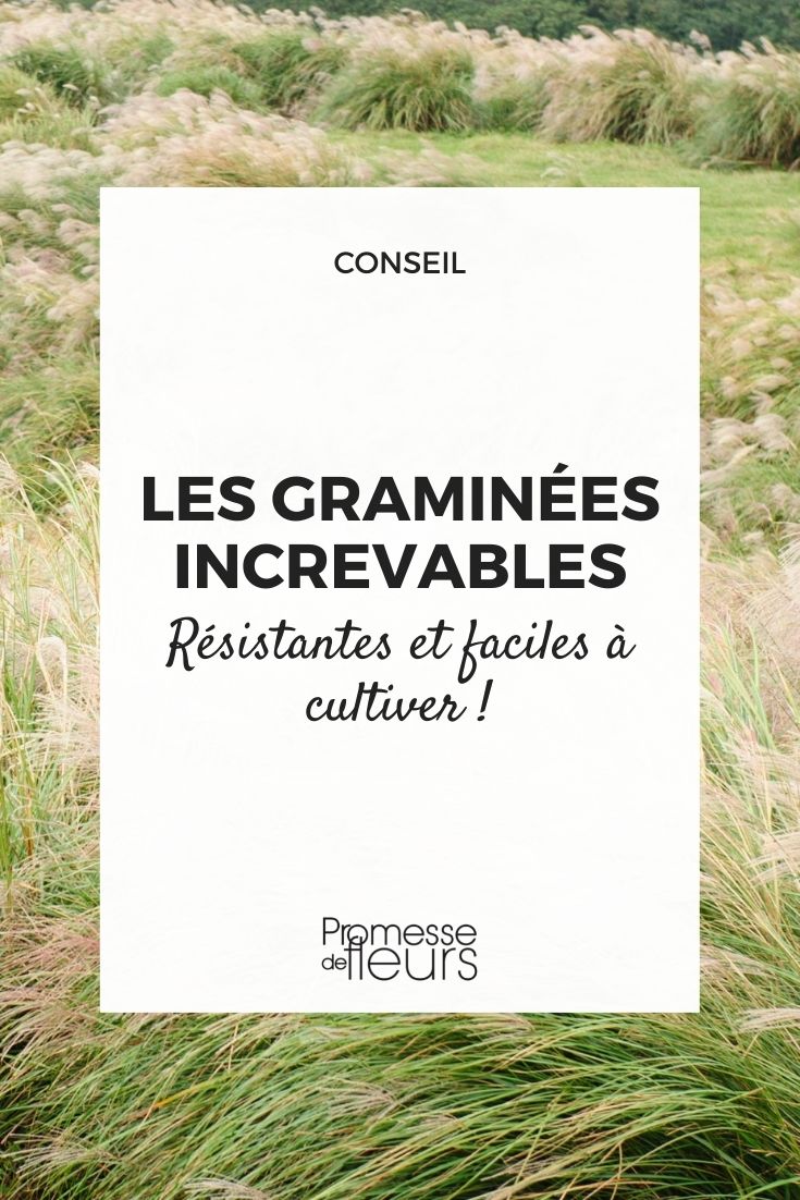 Indestructible Grasses perennial grass easy to grow