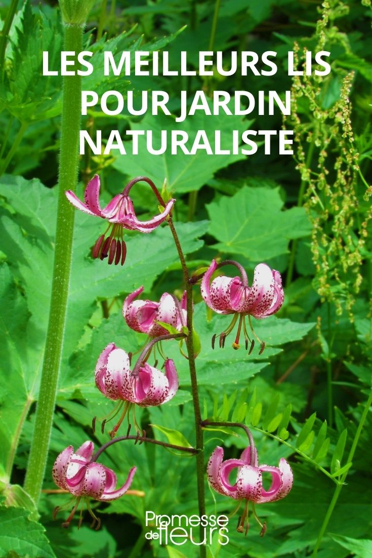 The Best Lilies for a Naturalistic Garden Lilies (Lilium) for Natural, Cottage Gardens