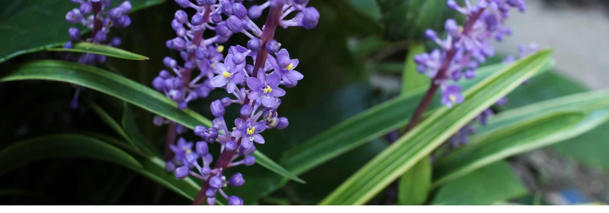 Growing Liriope in Pots