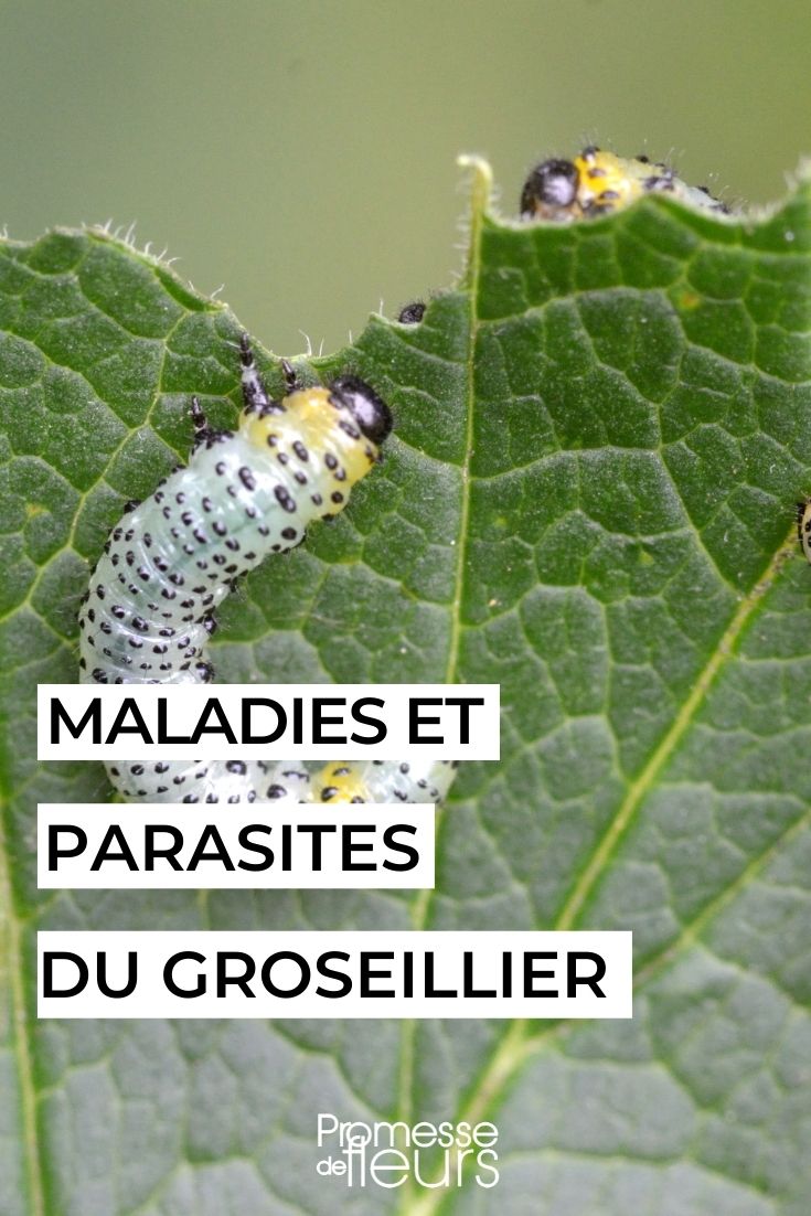 Diseases and Parasites of the Currant Bush Diseases and Parasites of the Currant Bush