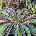 Associate the Mangave