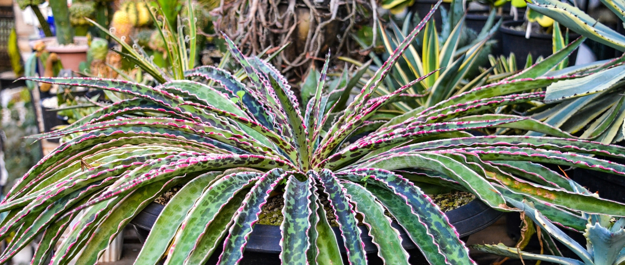 Associate the Mangave