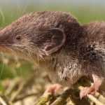 Garden Helper: The Shrew