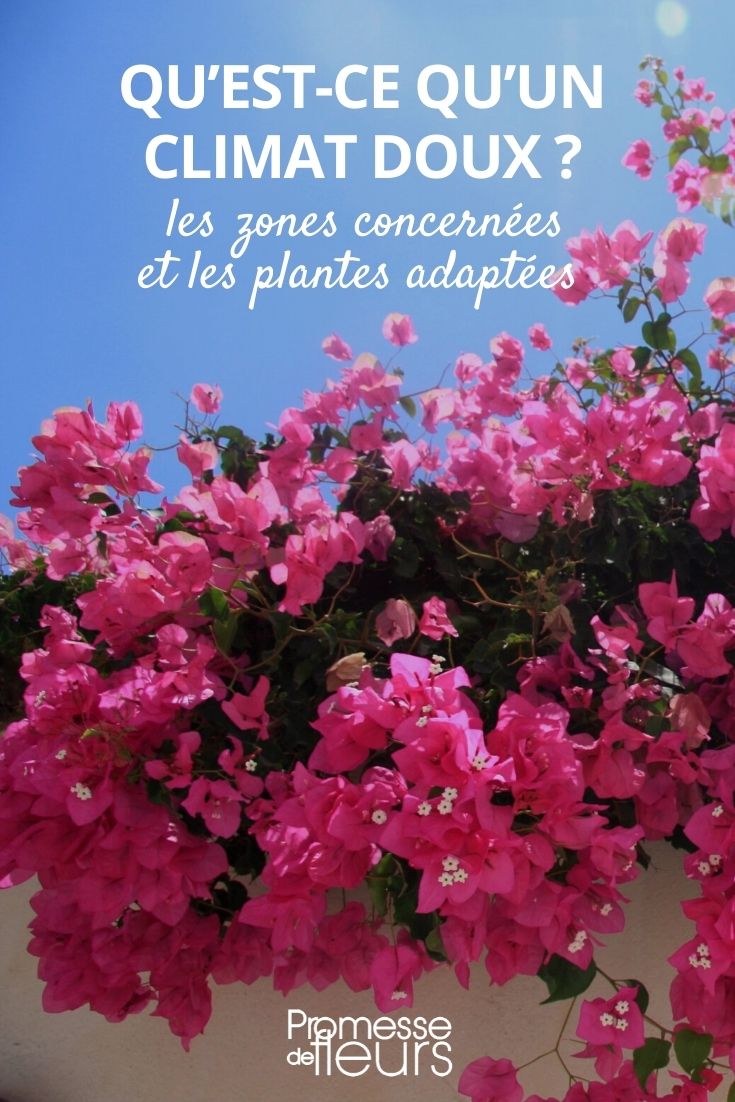 What is a mild climate? Mild Climate Zones and Plants