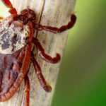 Fighting Ticks in the Garden