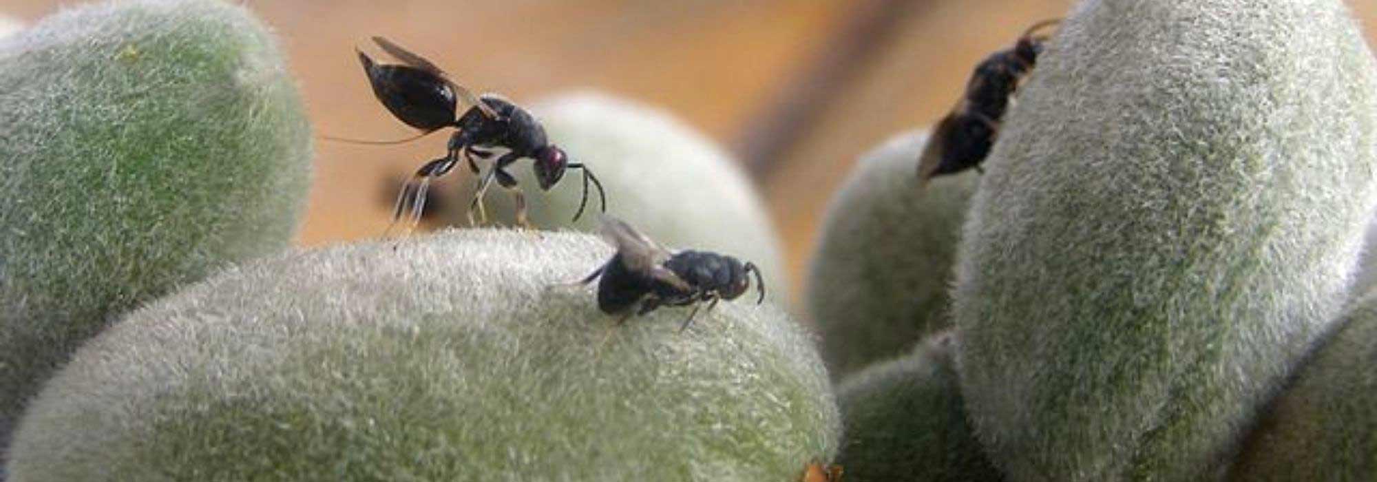 Diseases and Pests of the Almond Tree