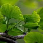 6 trees that produce their foliage late