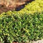 6 bushes for low hedges