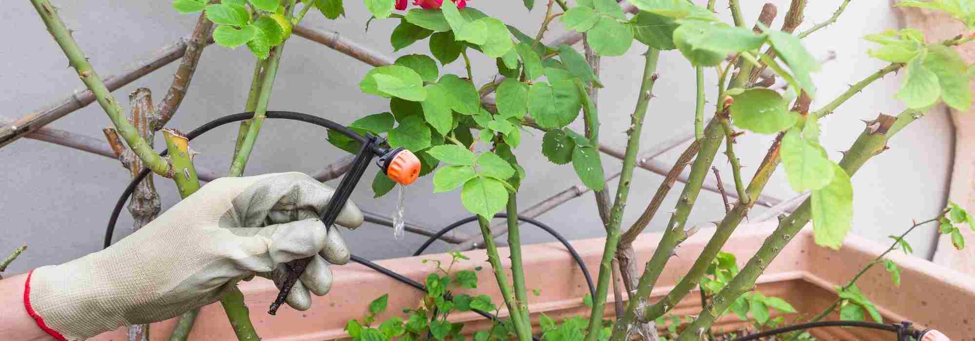 How to install an automatic watering system on a balcony or terrace?