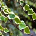 Potted Ivy: 5 Pairing Ideas