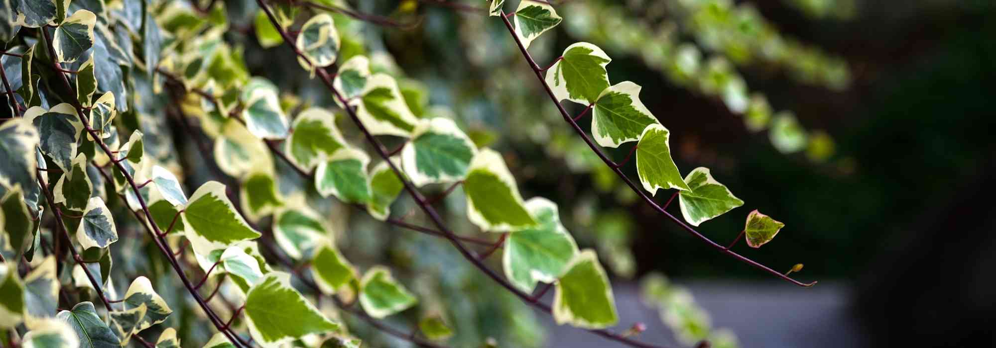 Potted Ivy: 5 Pairing Ideas