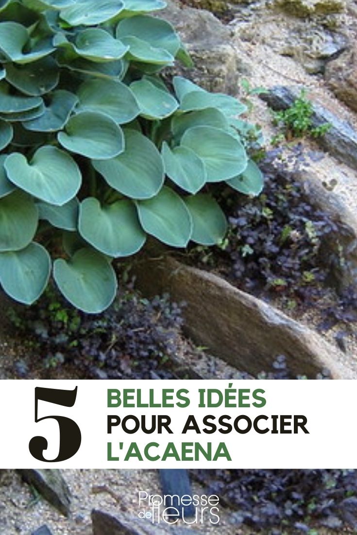 Associate Acaena Associate Acaena