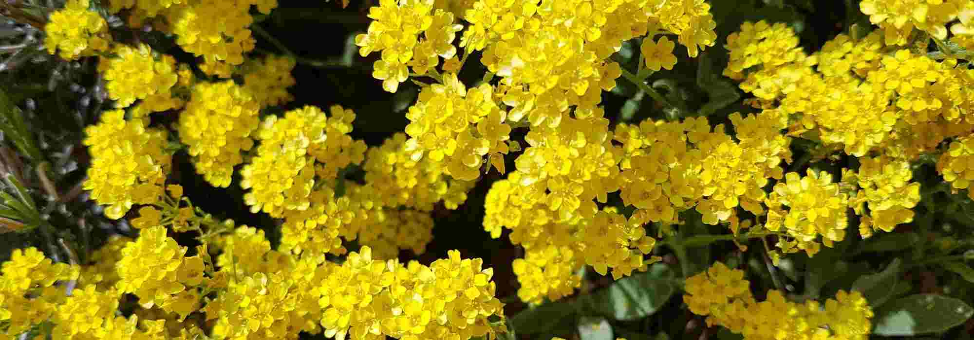 Associate the alyssum or golden basket.