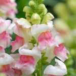 Pairing Snapdragons