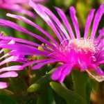Associate the delosperma
