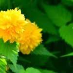 Associate the Japanese quince