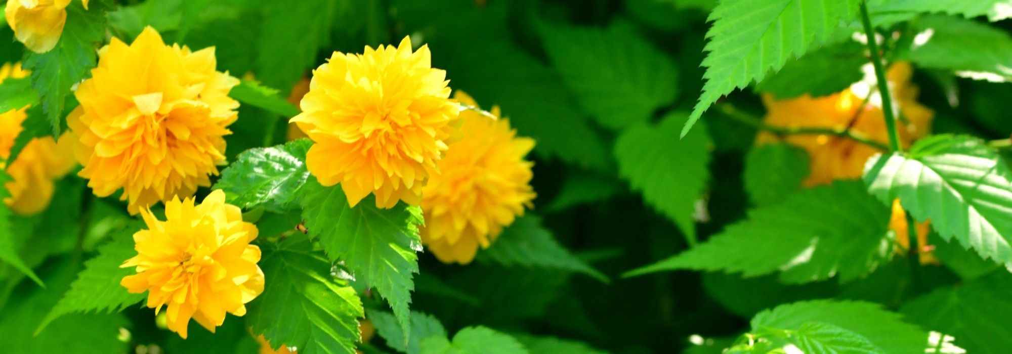 Associate the Japanese quince