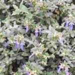 Associate Teucrium