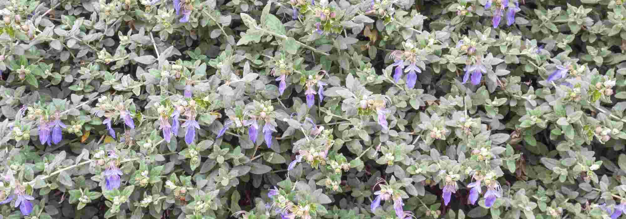 Associate Teucrium