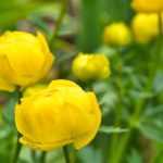 Associate the trollius