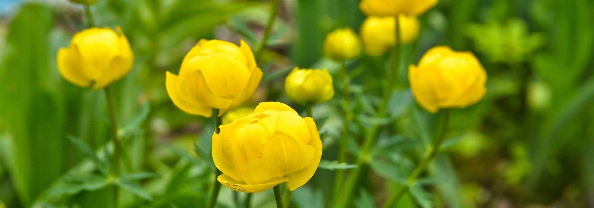 Associate the trollius