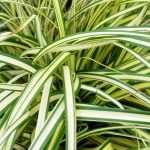 6 Variegated Carex