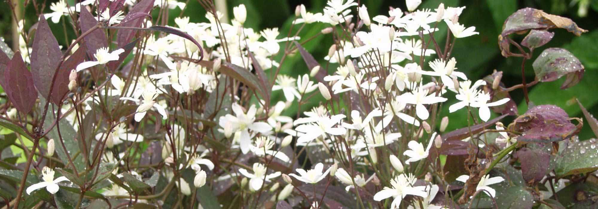 6 herbaceous clematis to brighten up a border