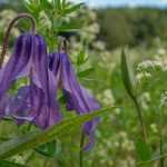 Associating herbaceous clematis