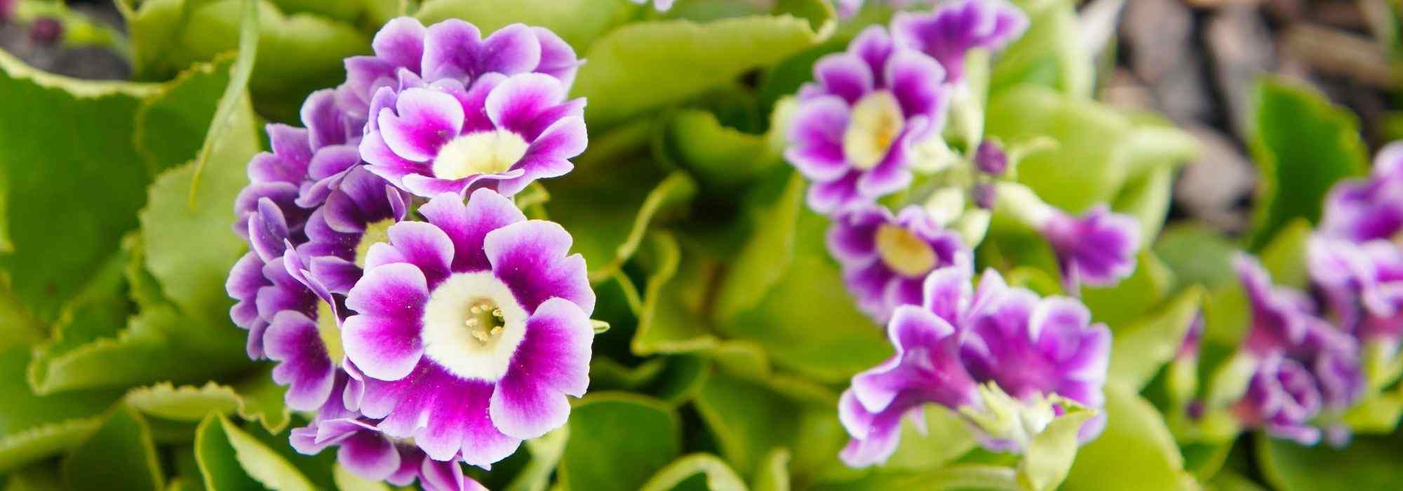 Growing a Primula auricula in a pot