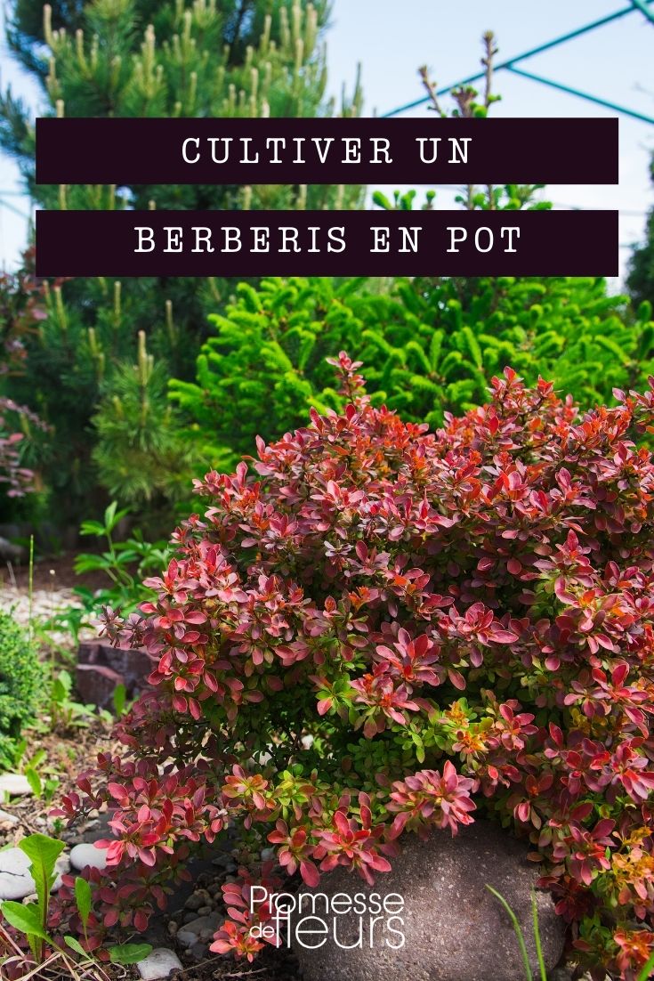 Growing Barberry in a Pot Growing Barberry in a Pot