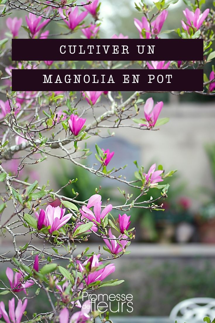 Growing Magnolia in a Pot Growing Magnolia in a Pot