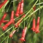 Growing a Russelia in a pot