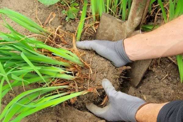 How to divide a perennial?