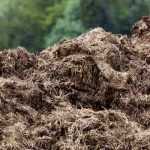 When and how to use manure in the vegetable garden?