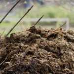 Manure in 10 Questions / Answers