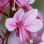 Growing a Gaura in a pot