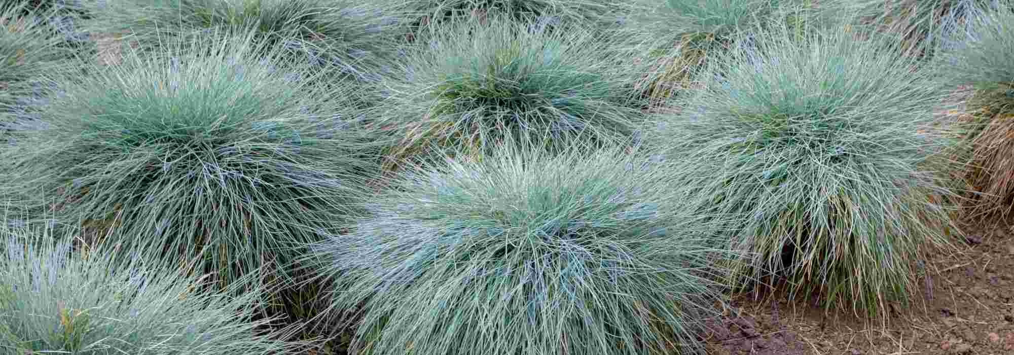 7 blue grasses