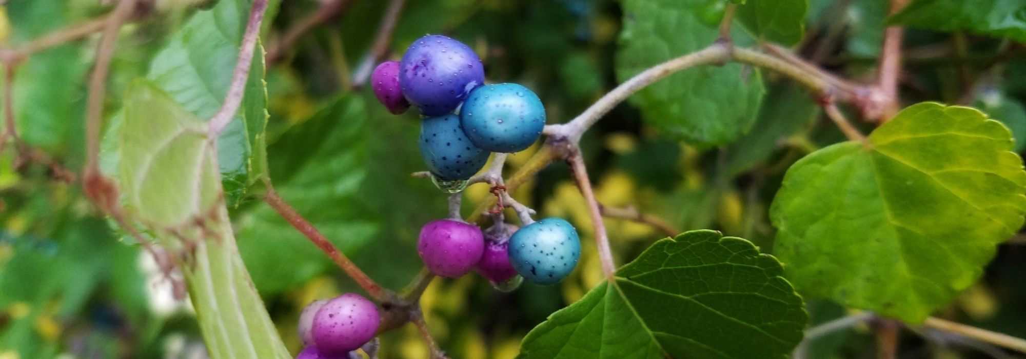 6 climbing plants with decorative fruits