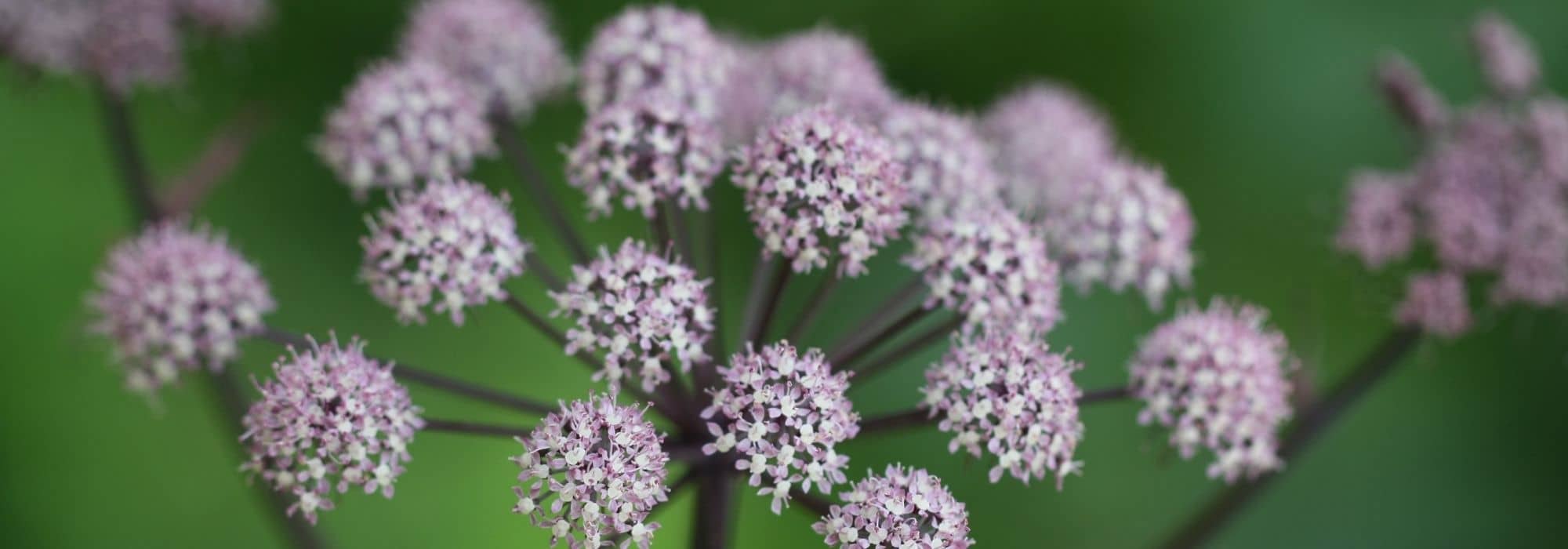 Associate the angelicas