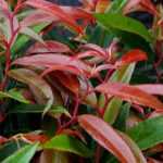 Associate the leucothoe