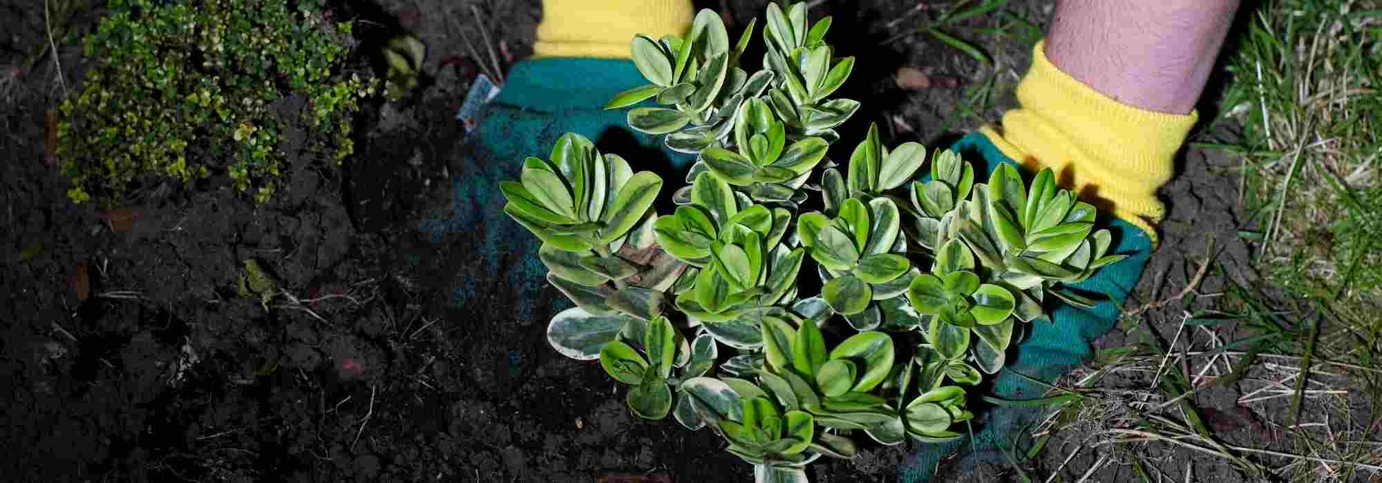 Planting: The Misguided Good Ideas