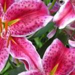 Lilies: the most fragrant