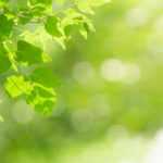 Light in the garden: exposure, sunlight, shading, and brightness