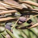 Diseases and pests of the olive tree