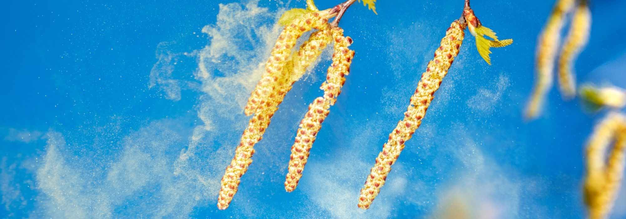 Pollen allergy: how to protect yourself?