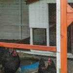 Properly cleaning your chicken coop